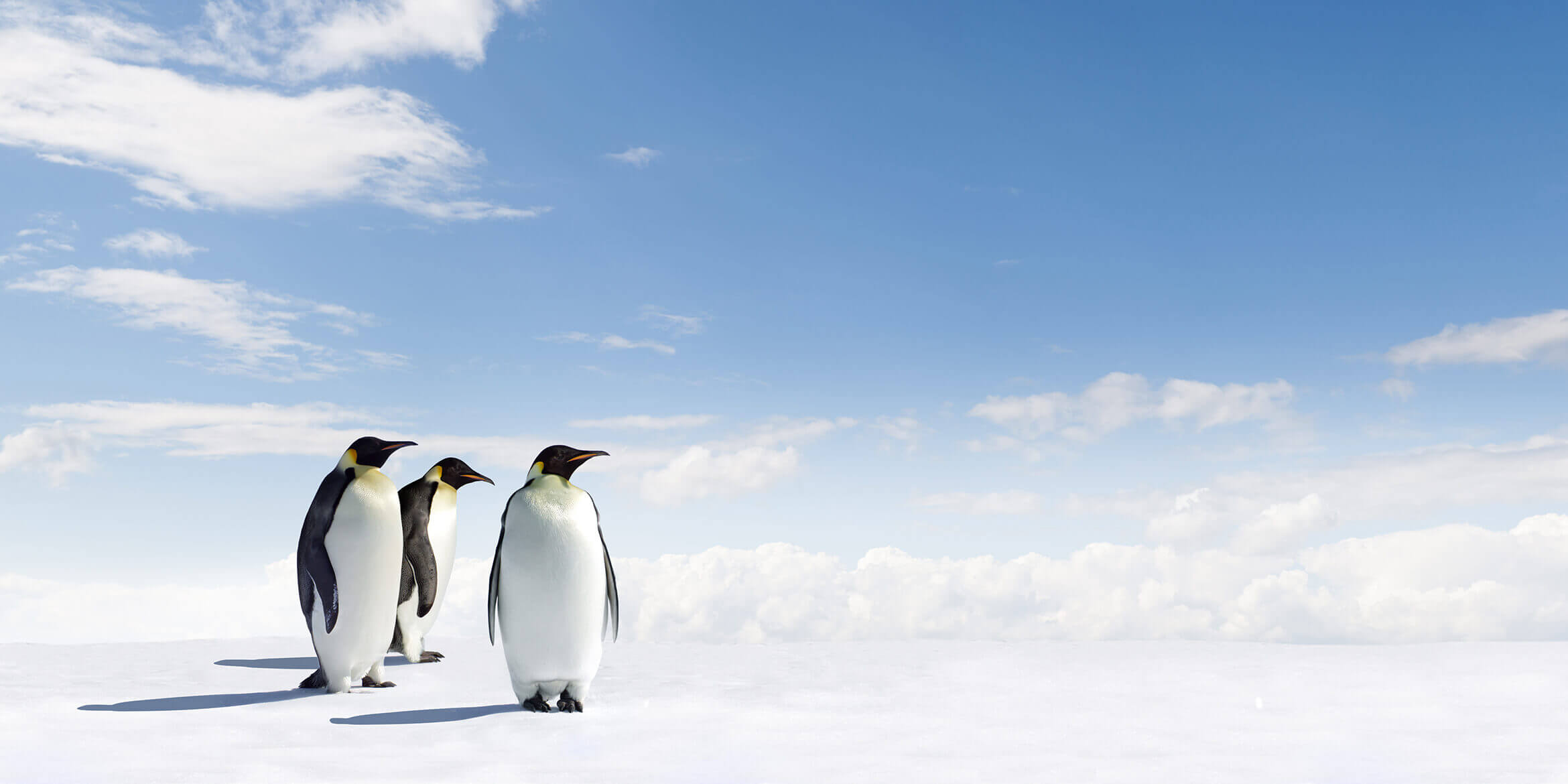 pinguin